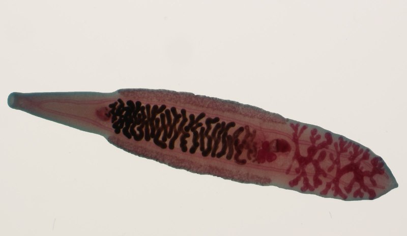 Китайский сосальщик (Clonorchis sinensis)