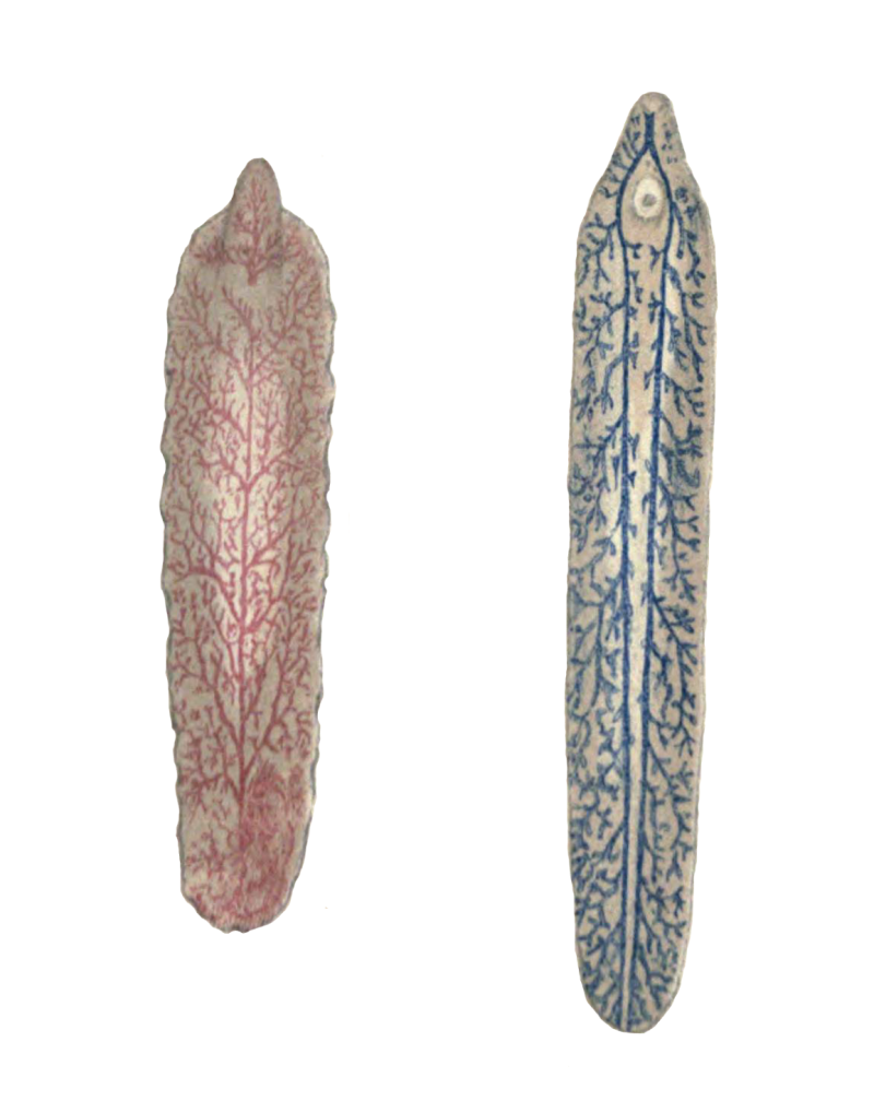 Fasciola Gigantica яйца