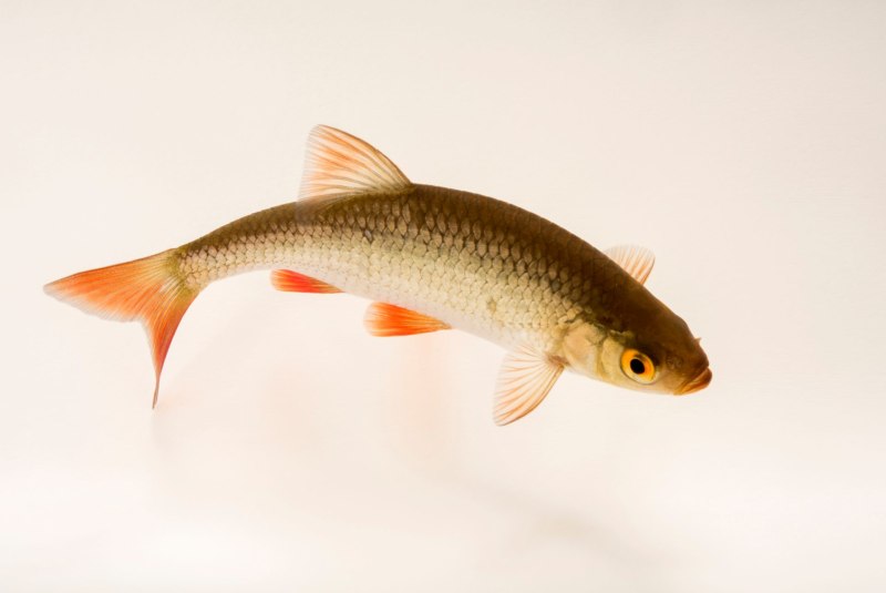 Красноперка Scardinius erythrophthalmus