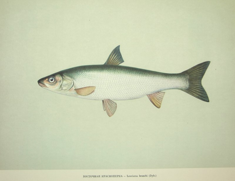 Tribolodon brandtii