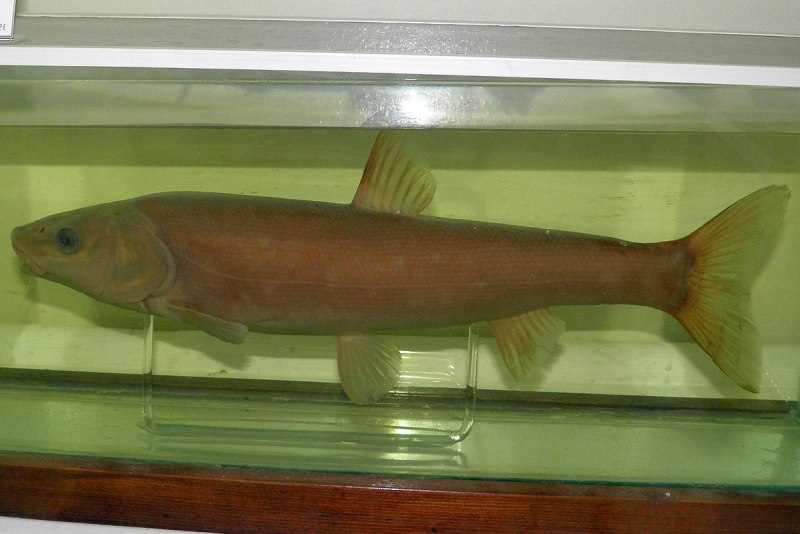 Tribolodon brandtii