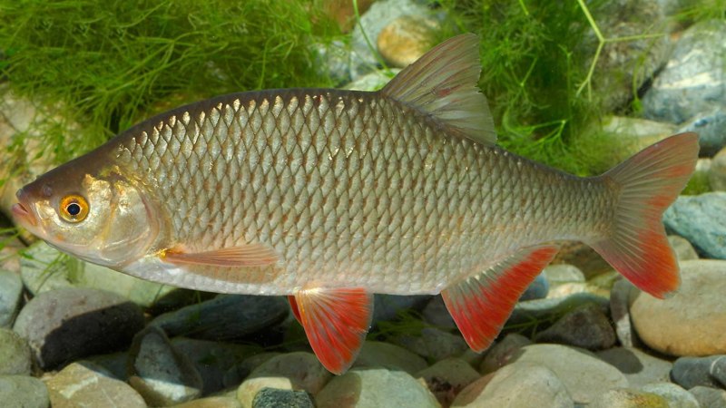 Красноперка Scardinius erythrophthalmus
