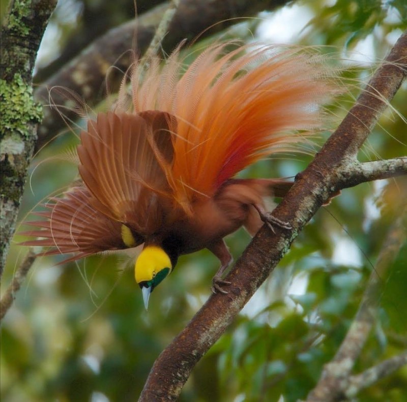 Paradisaea Rudolphi