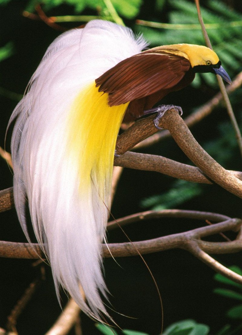 Paradisaea Guilielmi