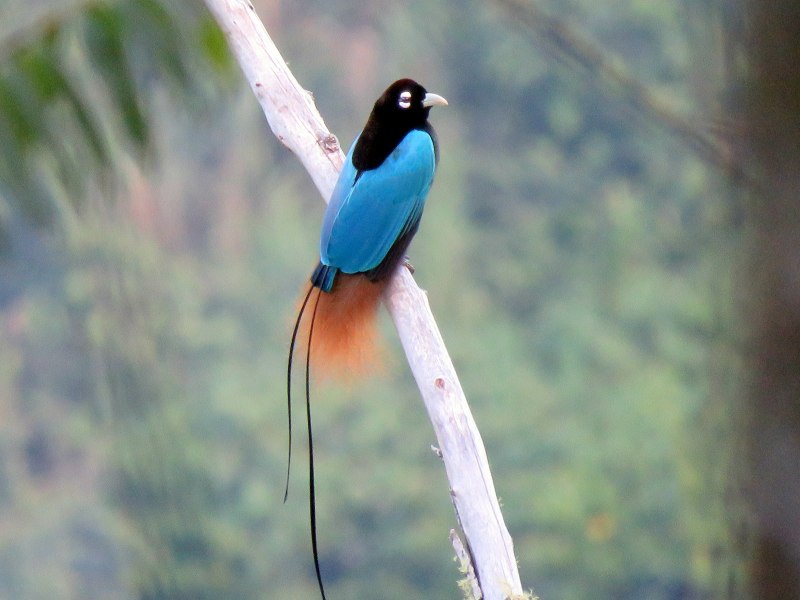 Paradisaea Rudolphi
