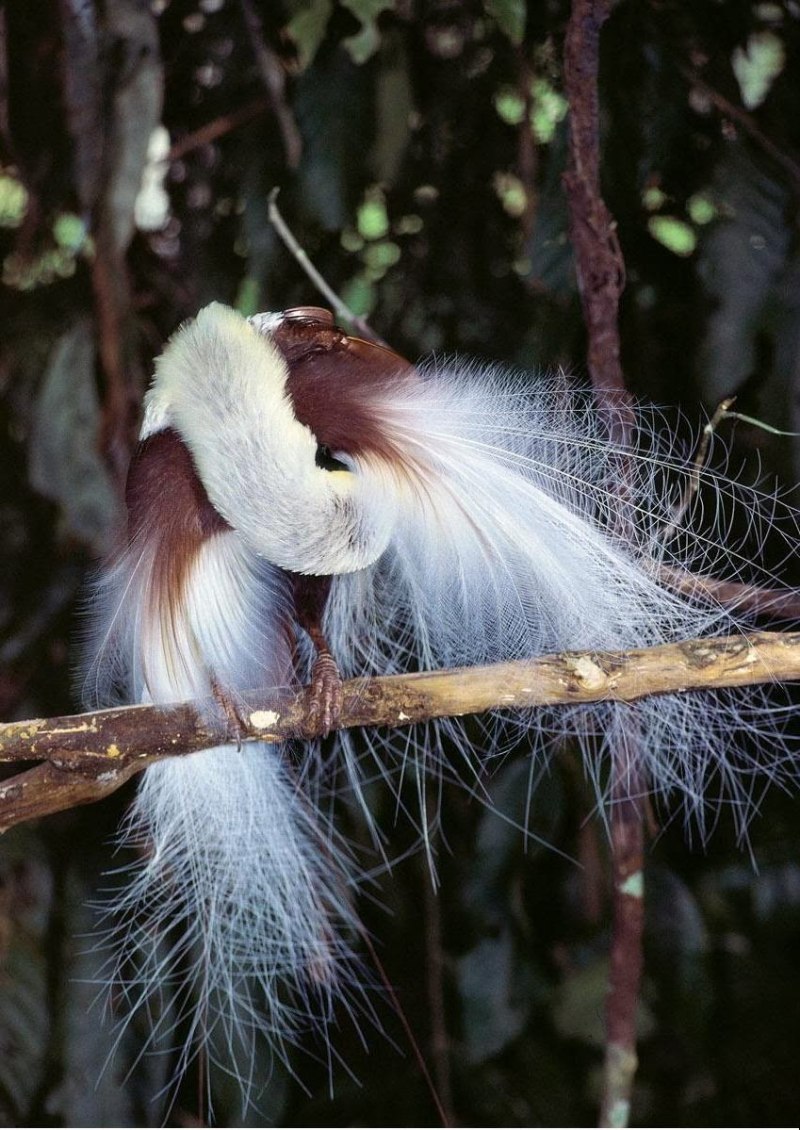 Paradisaea Rudolphi