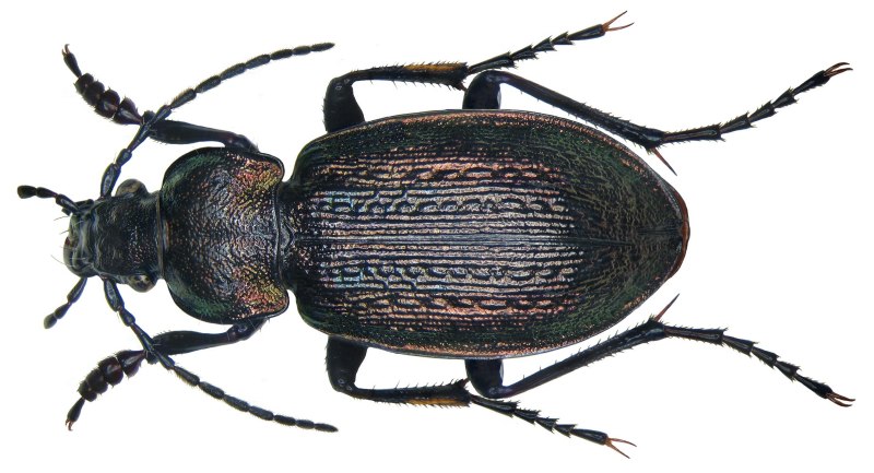Carabus arcensis