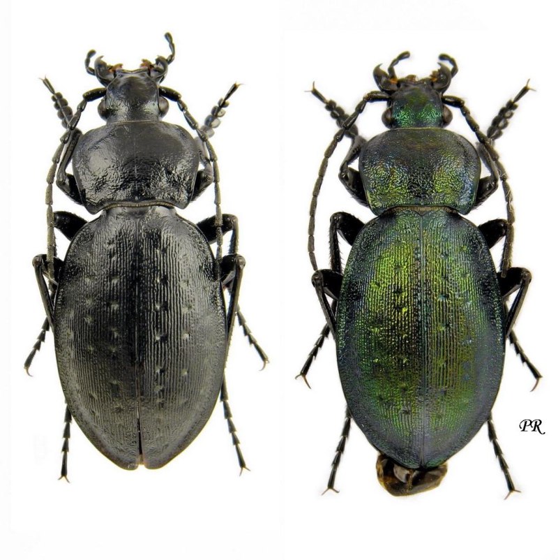 Жук Carabus kruberi