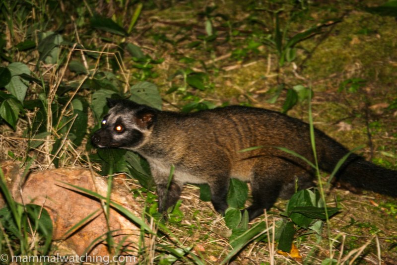 Masked Palm civet