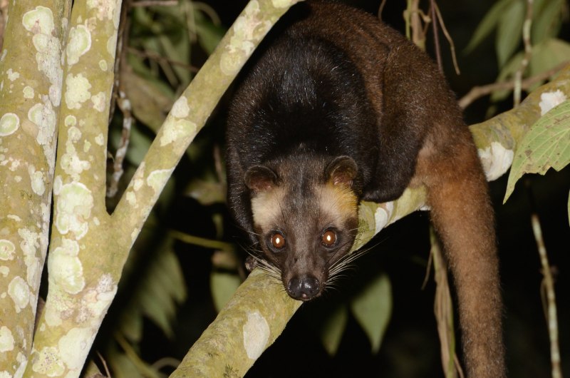 Civet for Tourism