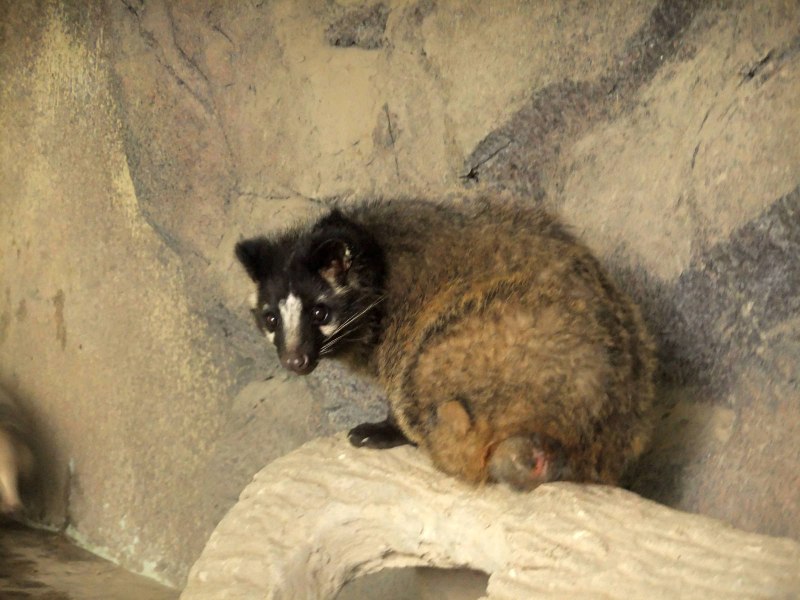 What do masked Palm civets eat?