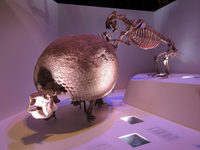 Glyptodon clavipes