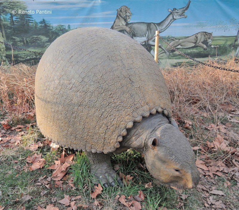 Glyptodon clavipes