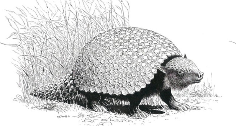 Glyptodon clavipes