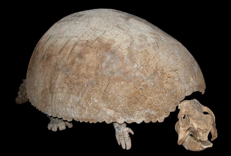 Glyptodon clavipes
