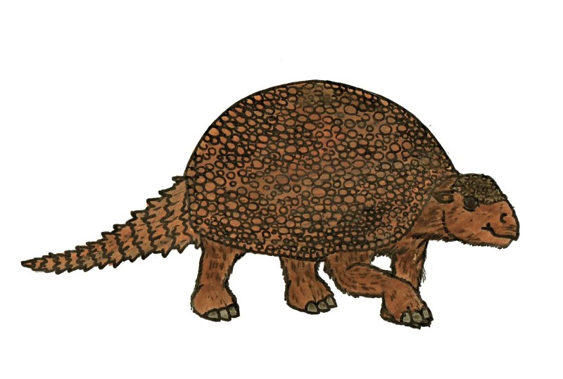 Glyptodon clavipes