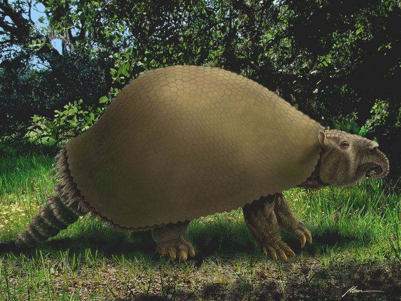 Glyptodon clavipes