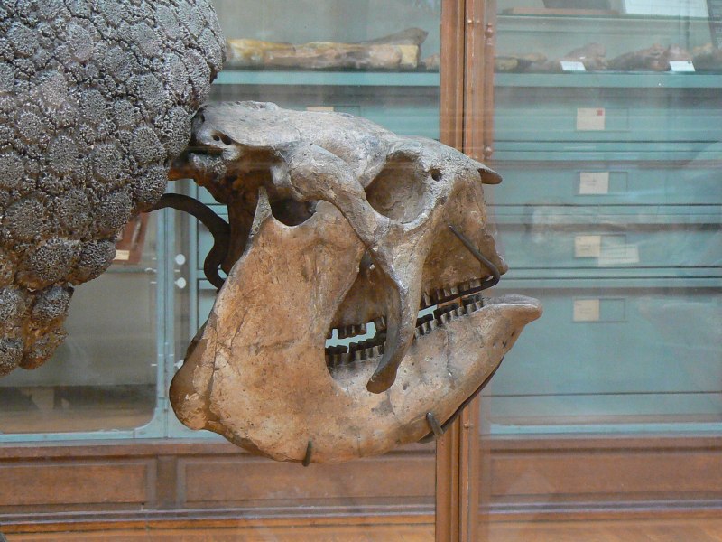 Glyptodon clavipes