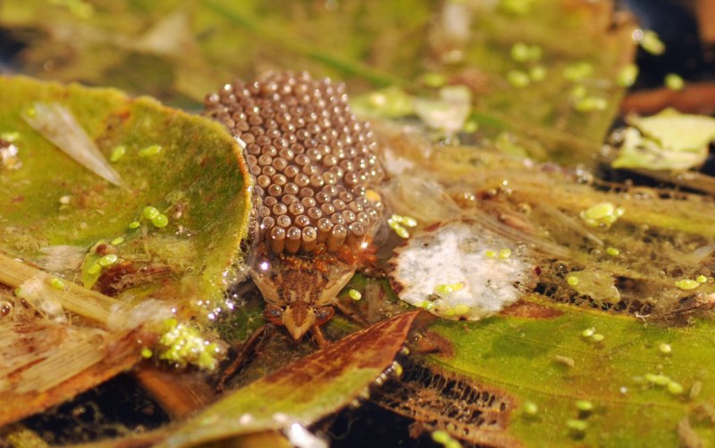 Клоп Belostomatidae