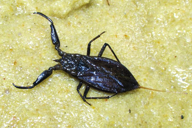 Водяной Скорпион NEPA cinerea