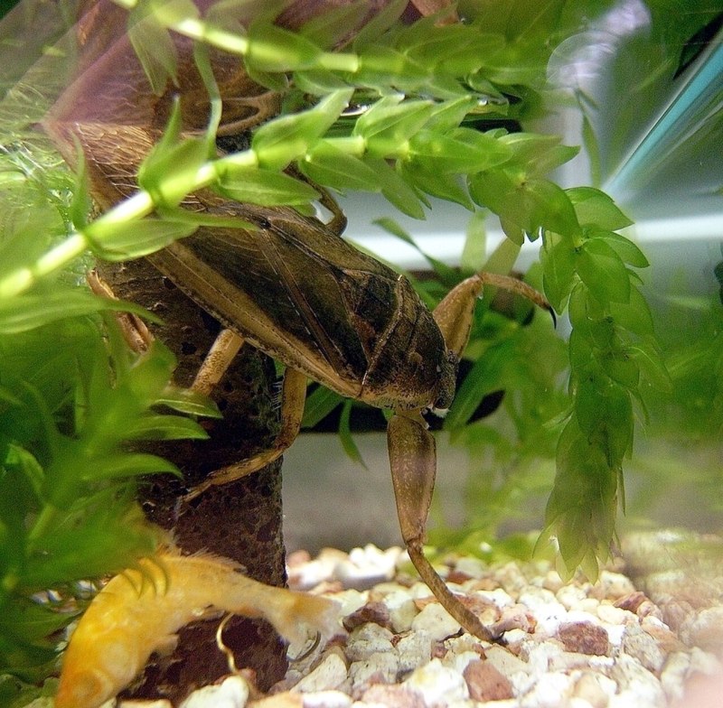 Lethocerus patruelis
