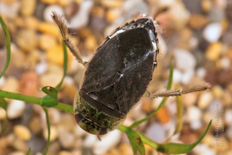 Плавт Ilyocoris cimicoides