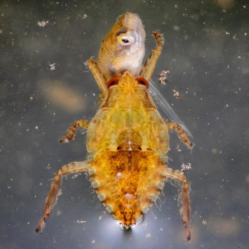 Клоп Belostomatidae