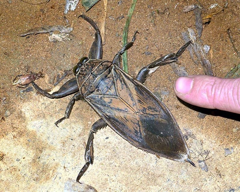 Водяной Скорпион NEPA cinerea
