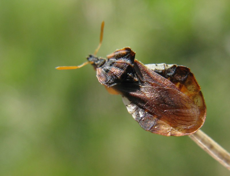 Phymata crassipes
