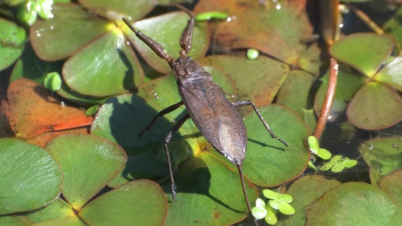 NEPA cinerea
