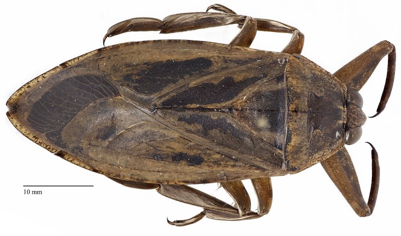 Lethocerus Grandis