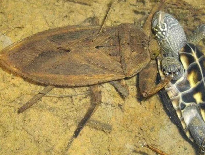 Водяной Жук Гладыш