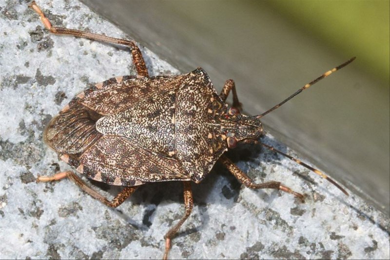 Коричнево-мраморный клоп Halyomorpha halys stal