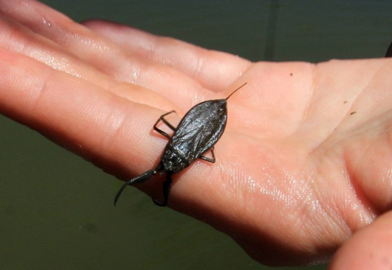 NEPA cinerea (обыкновенный водяной Скорпион)