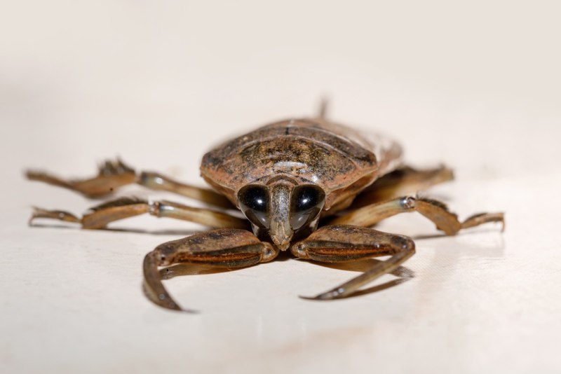 Lethocerus oculatus