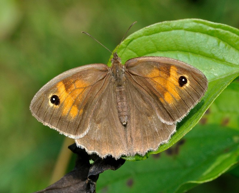 Maniola jurtina