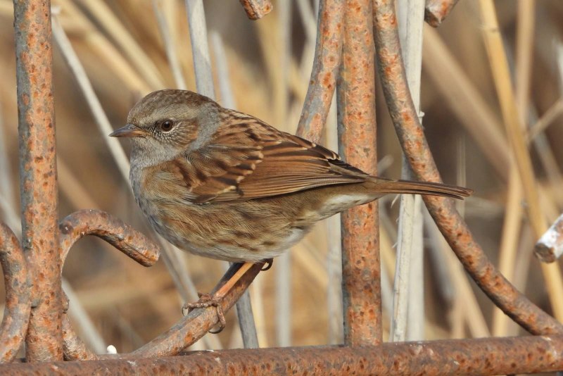 Завирушка Лесная – Prunella modularis (l.,1758)