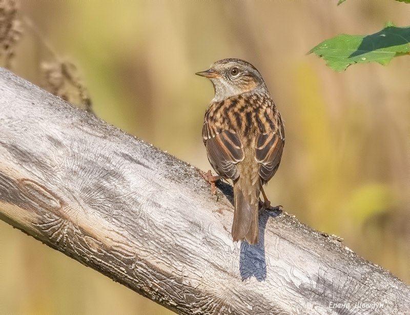 Prunella modularis птица