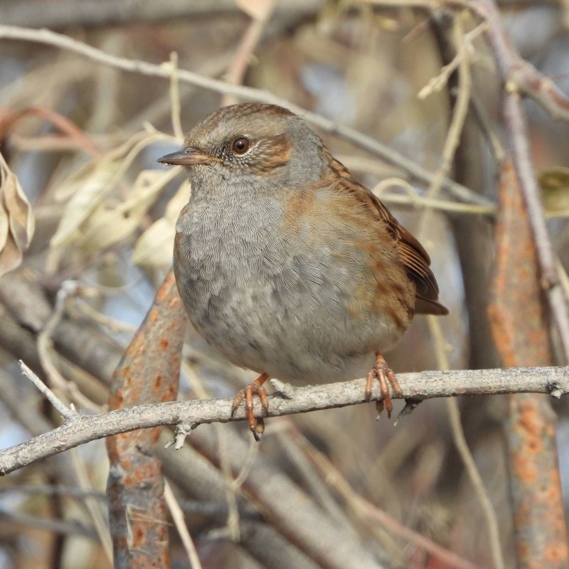 Завирушка Лесная – Prunella modularis (l.,1758)