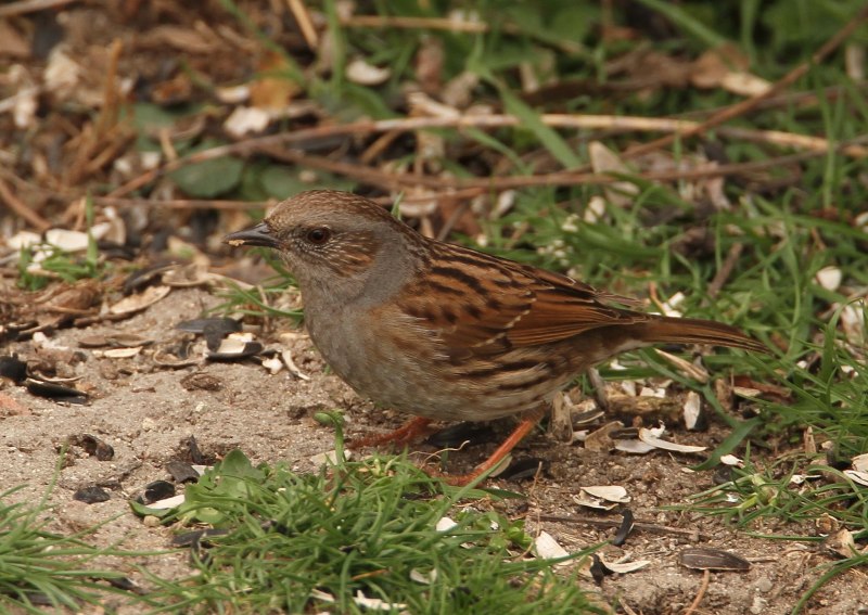 Завирушка Лесная – Prunella modularis (l.,1758)