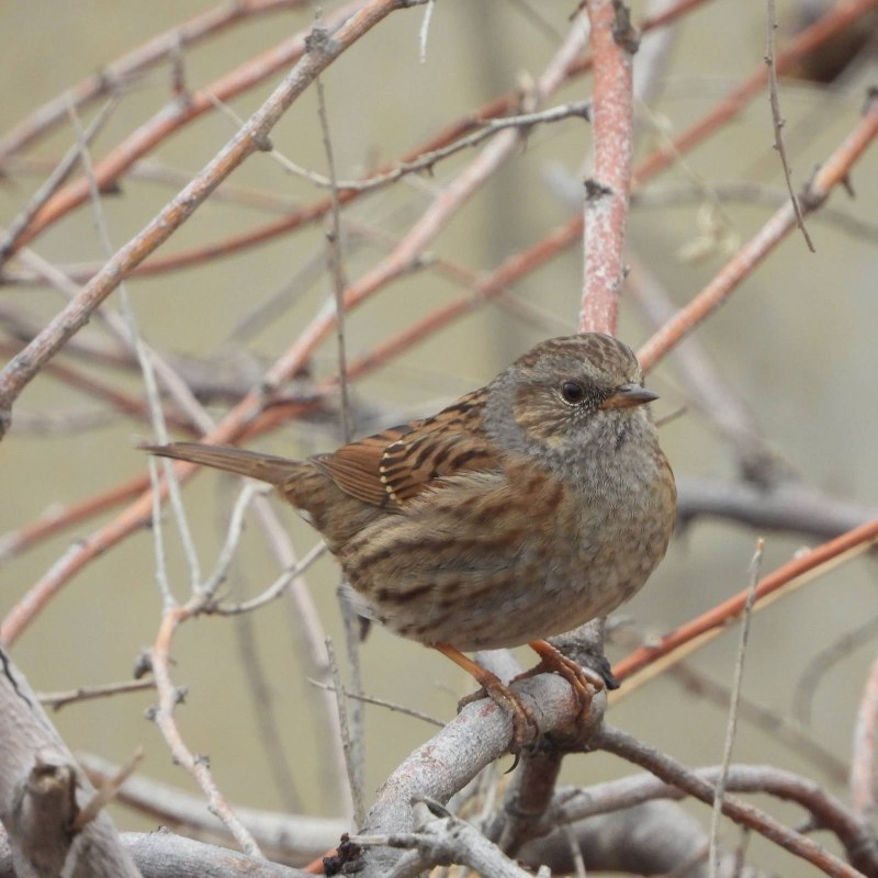 Завирушка Лесная – Prunella modularis (l.,1758)