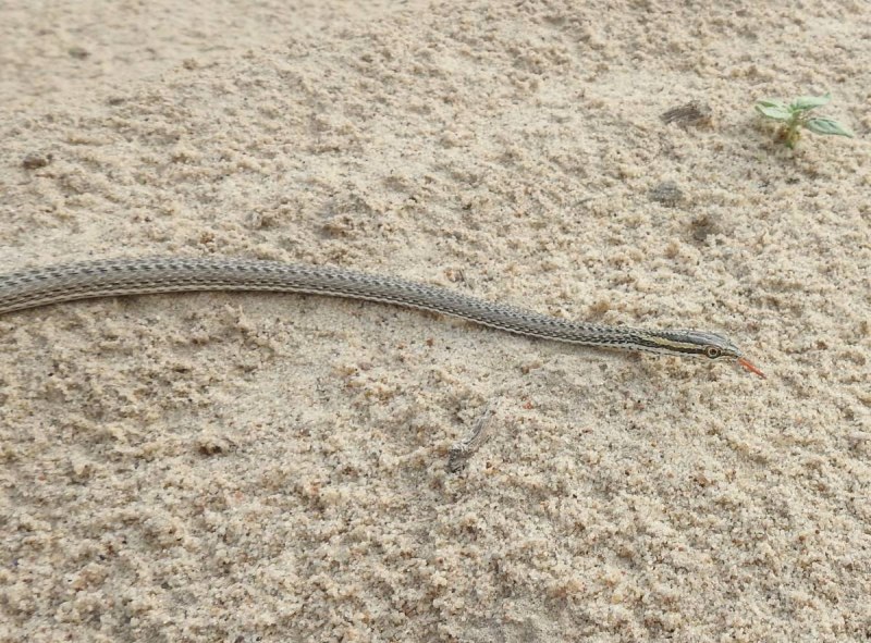 Psammophis lineolatus