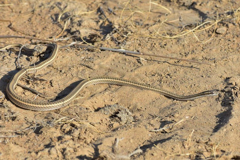 Psammophis lineolatus