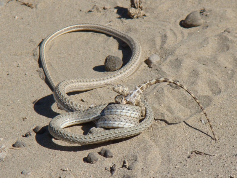 Стрела-змея (Psammophis lineolatus)