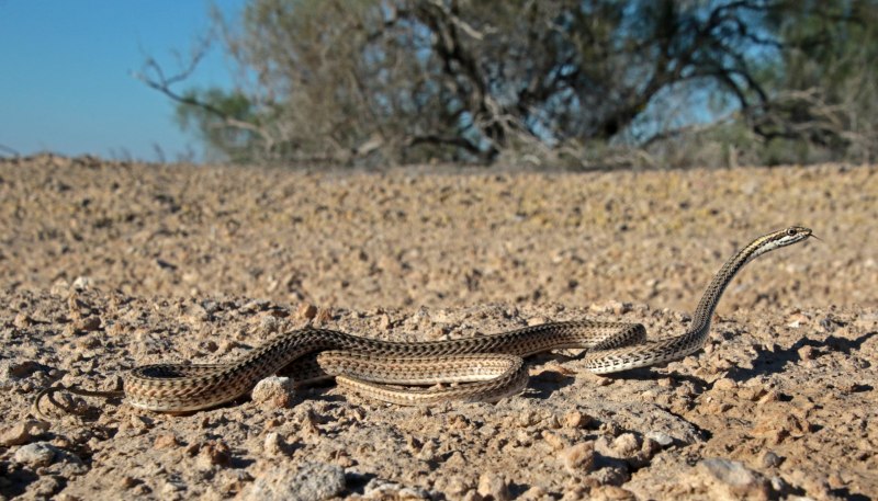 Psammophis lineolatus