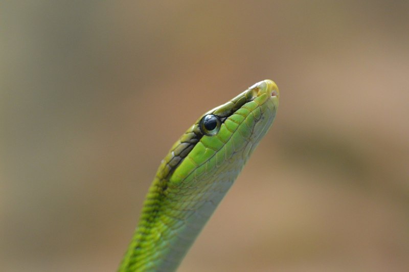 Serpent Snake