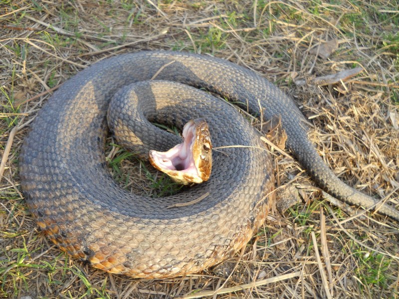 Water Moccasin змея