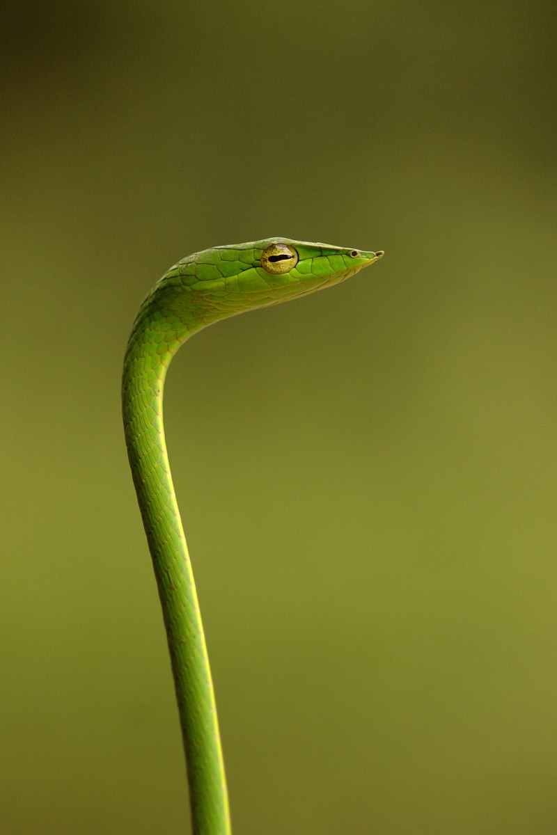 Ahaetulla nasuta
