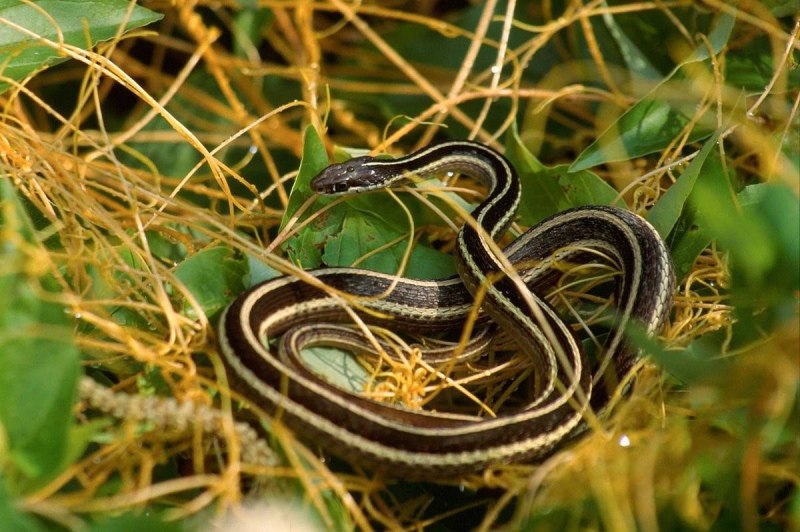 Thamnophis sauritus