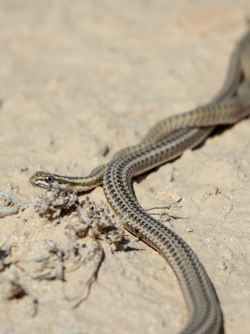 Стрела-змея (Psammophis lineolatus)